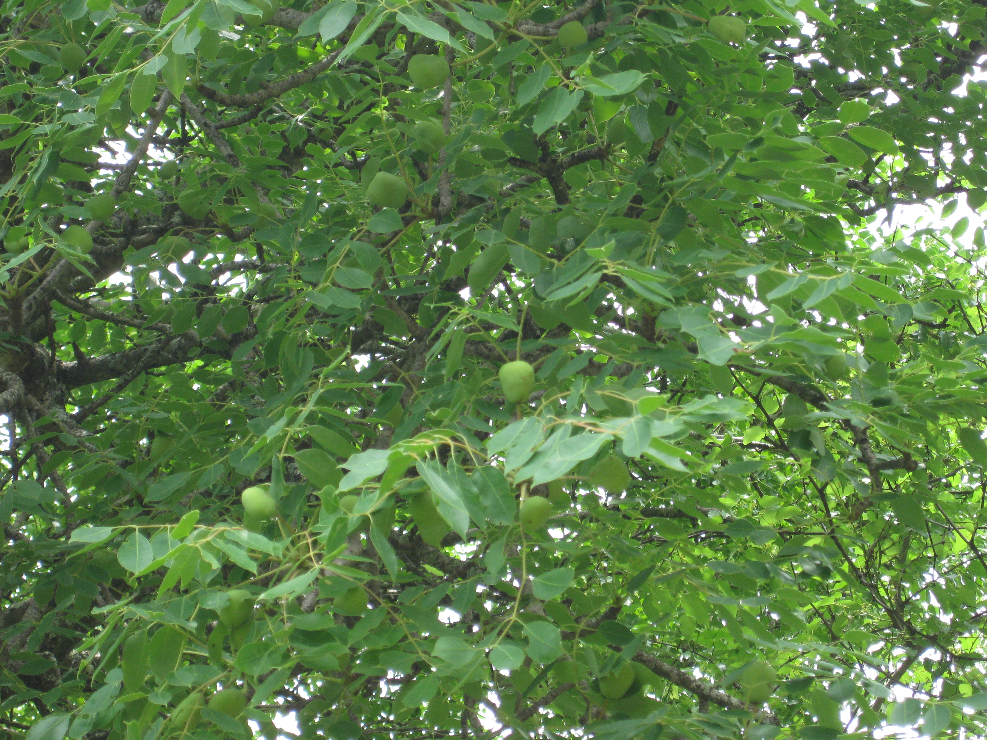 marula
